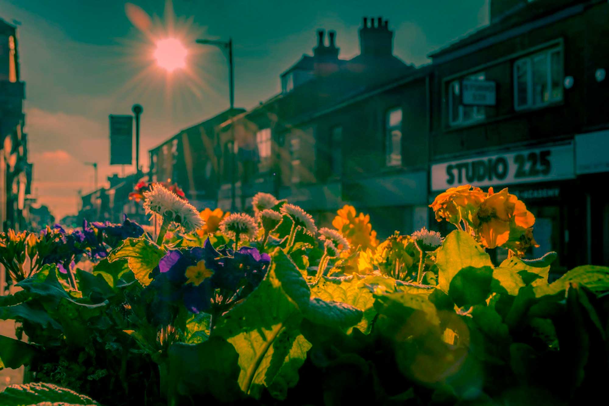 Flowers in a flower box on a high street with the sun setting behind it.