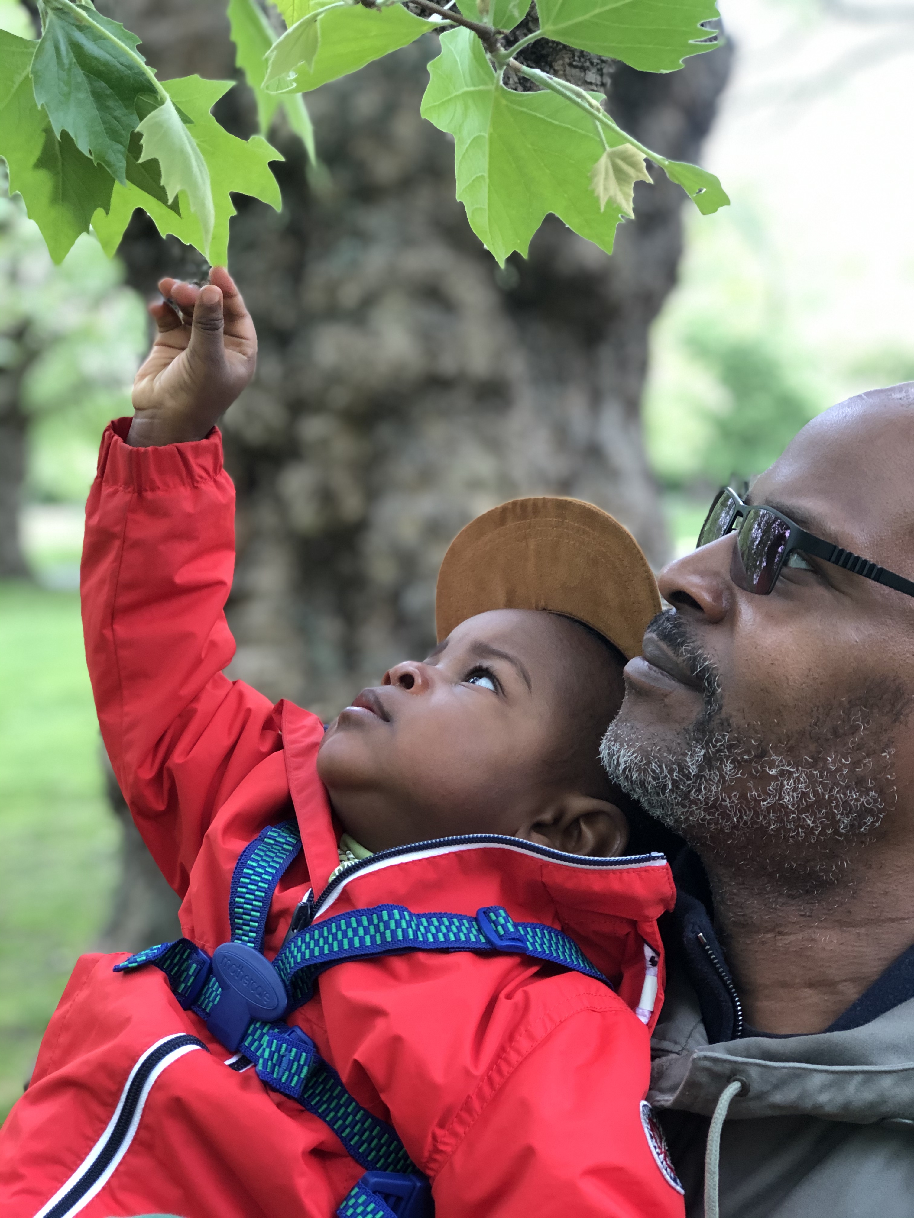 A father and son look up at the ‘leafs’ in Southwark park
