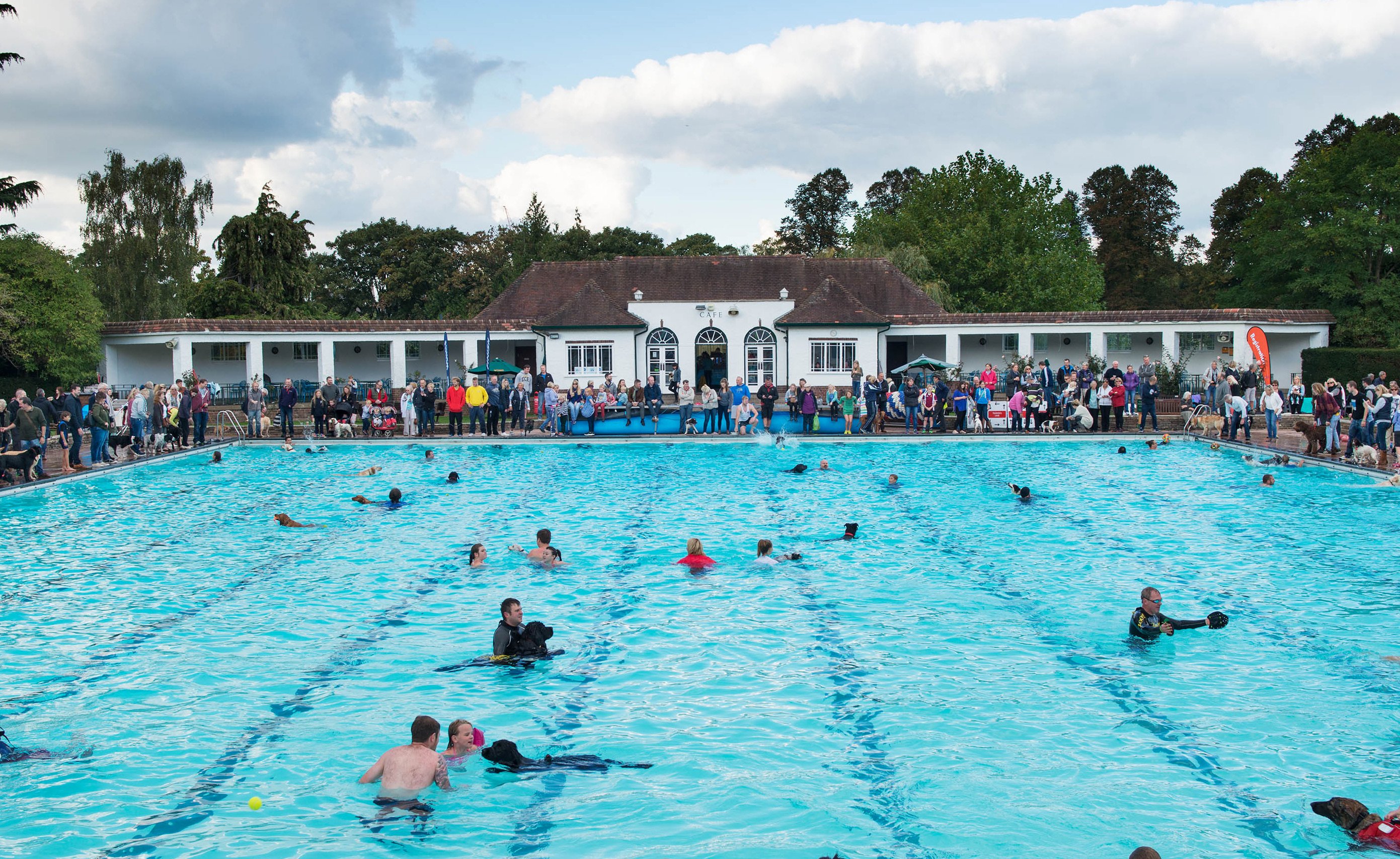 People and dogs swimming in an outdoor swimming pool