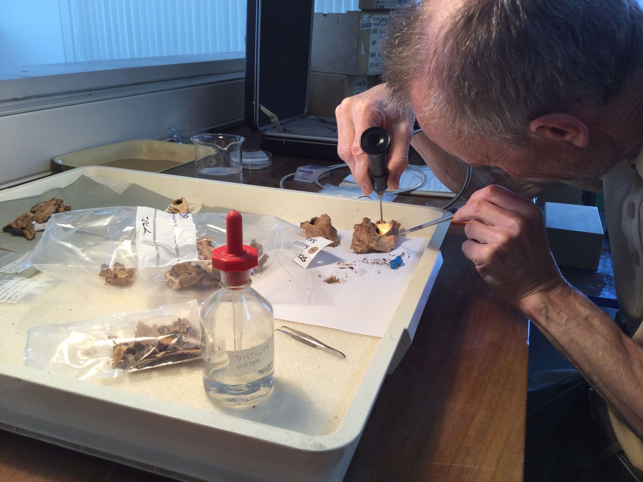 A scientist working with very small bones