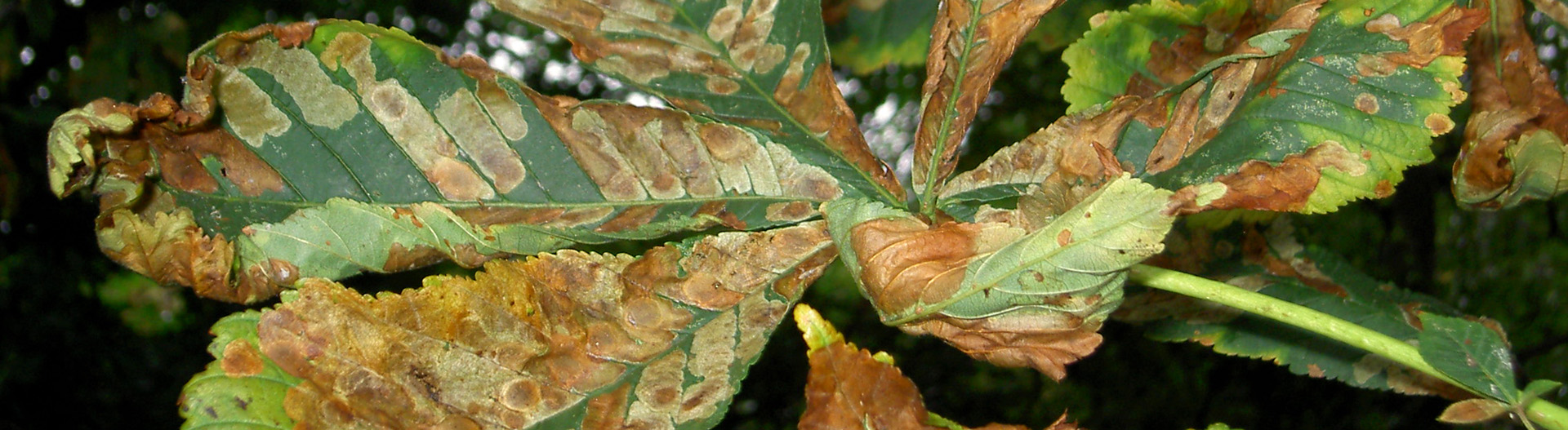 Horse Chestnut leaves affected by horse chestnut leaf miner