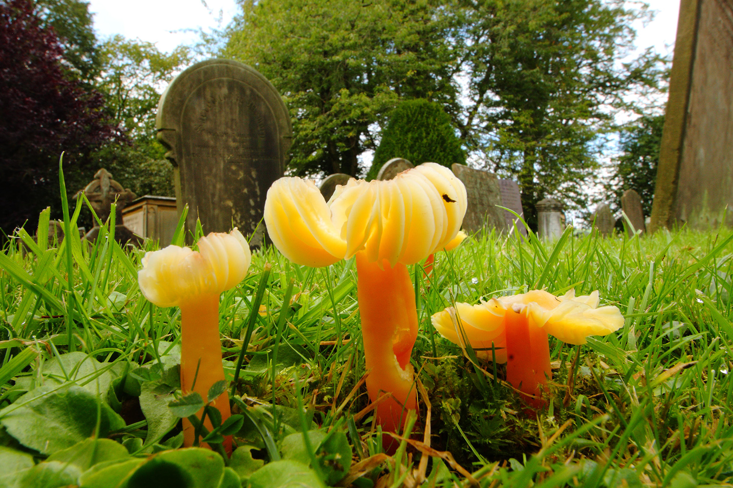 Orange umbrella-like fungi growing in grass, with grave monuments in the background.