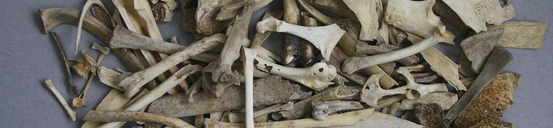 photograph of archaeological animal bones