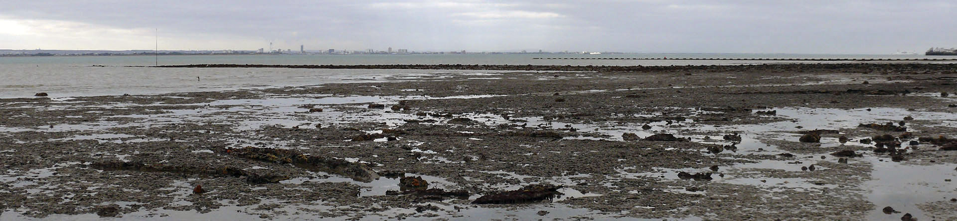 Remains of intertidal peat and submerged forest deposits at Wootton-Quarr, Isle of Wight. Note the procumbent tree stumps in the foreground