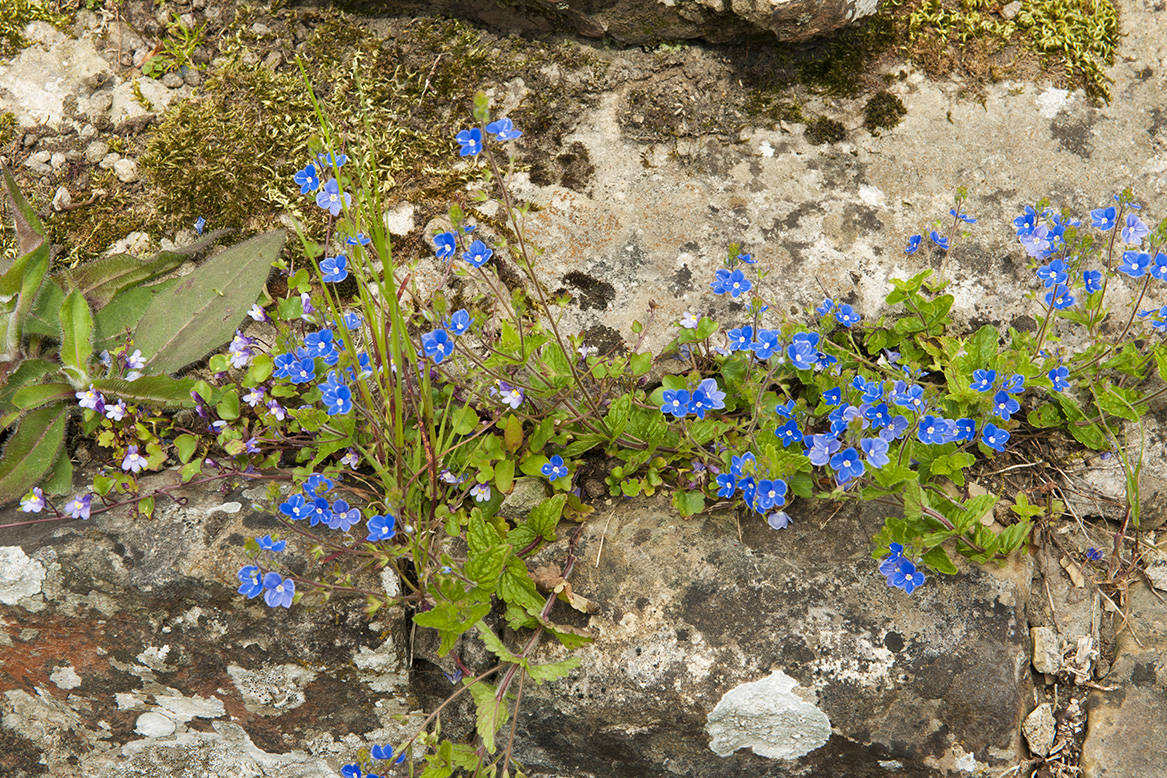 Small, bright blue flowers and other plants on stones.