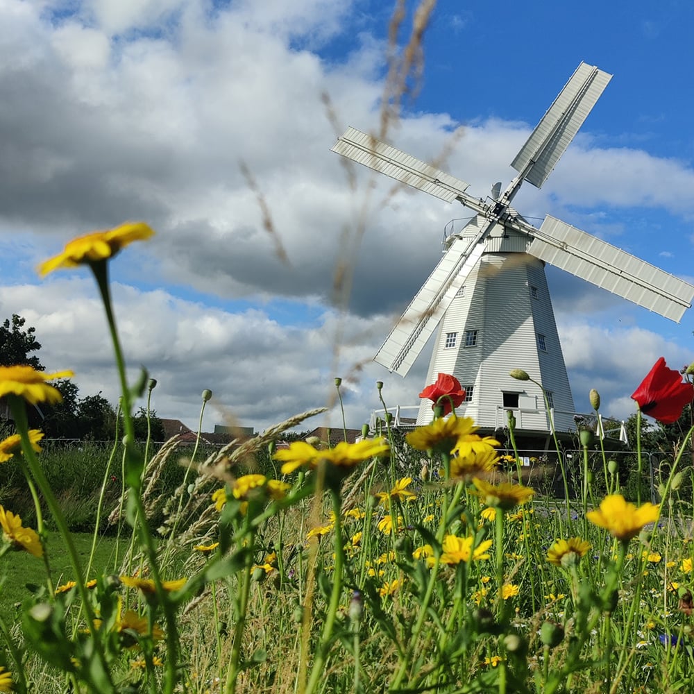 A large whitewashed windmill with broad sails and vanes seen through a wildflower meadow. 