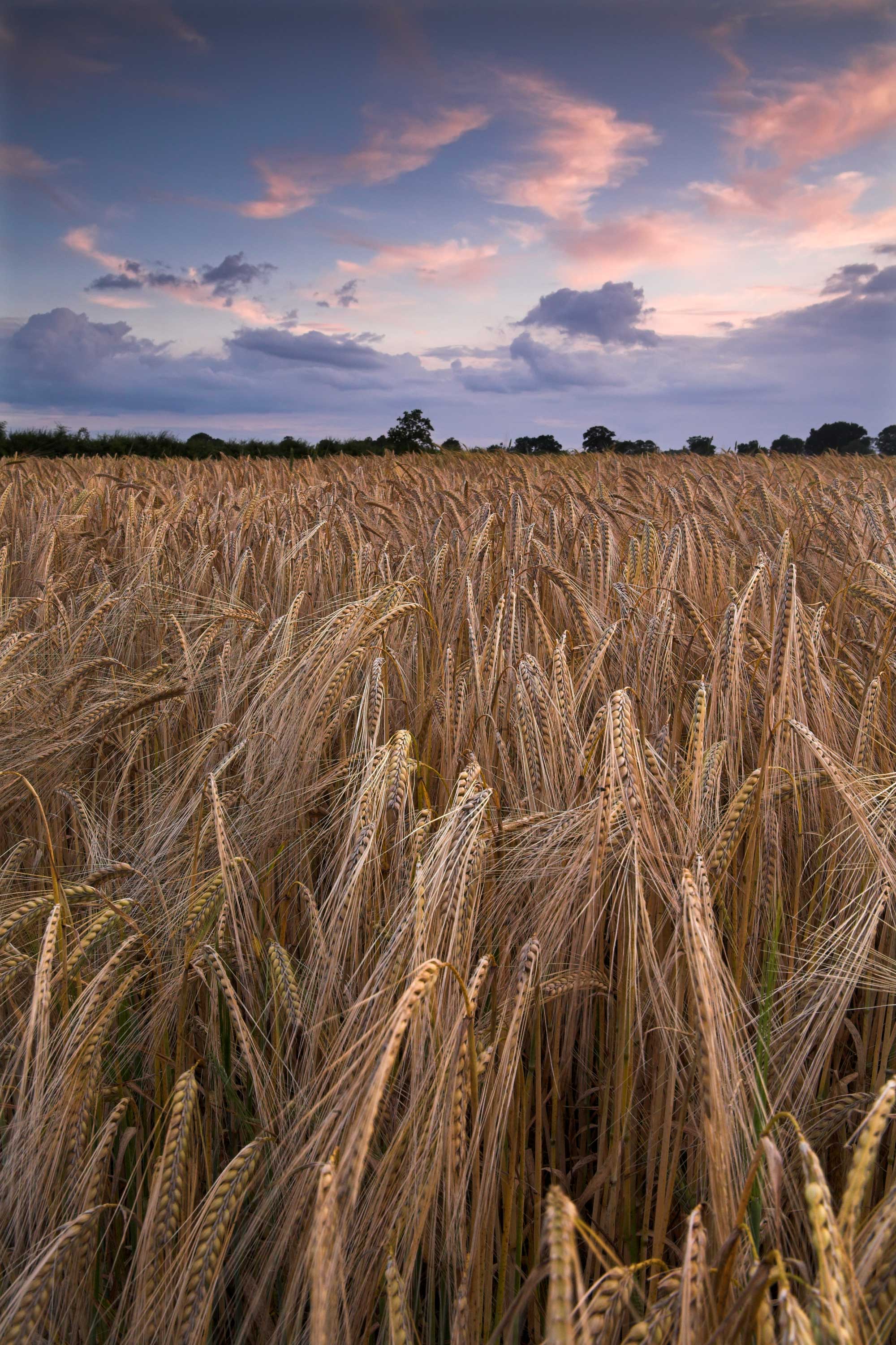 Barley stalks against a sky at dusk.