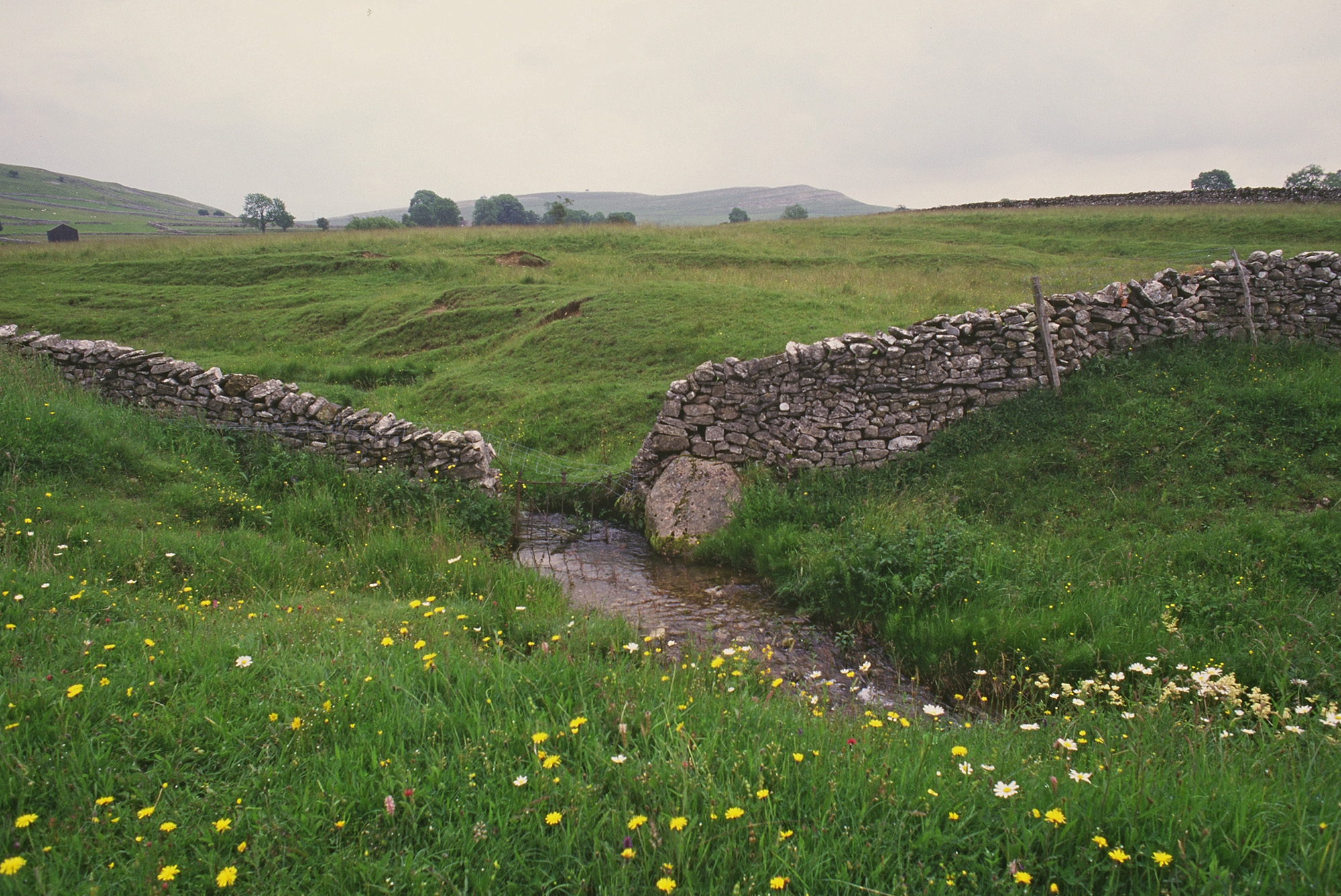 A dry-stone wall in grassland with a stream running through a gap in the middle.