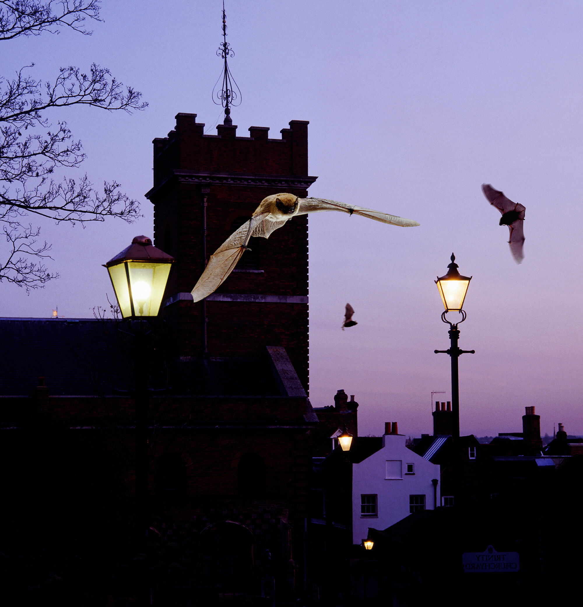Bats flying around buildings during dusk or dawn. The buildings are lit up with traditional lamps. A church tower dominates the scene.