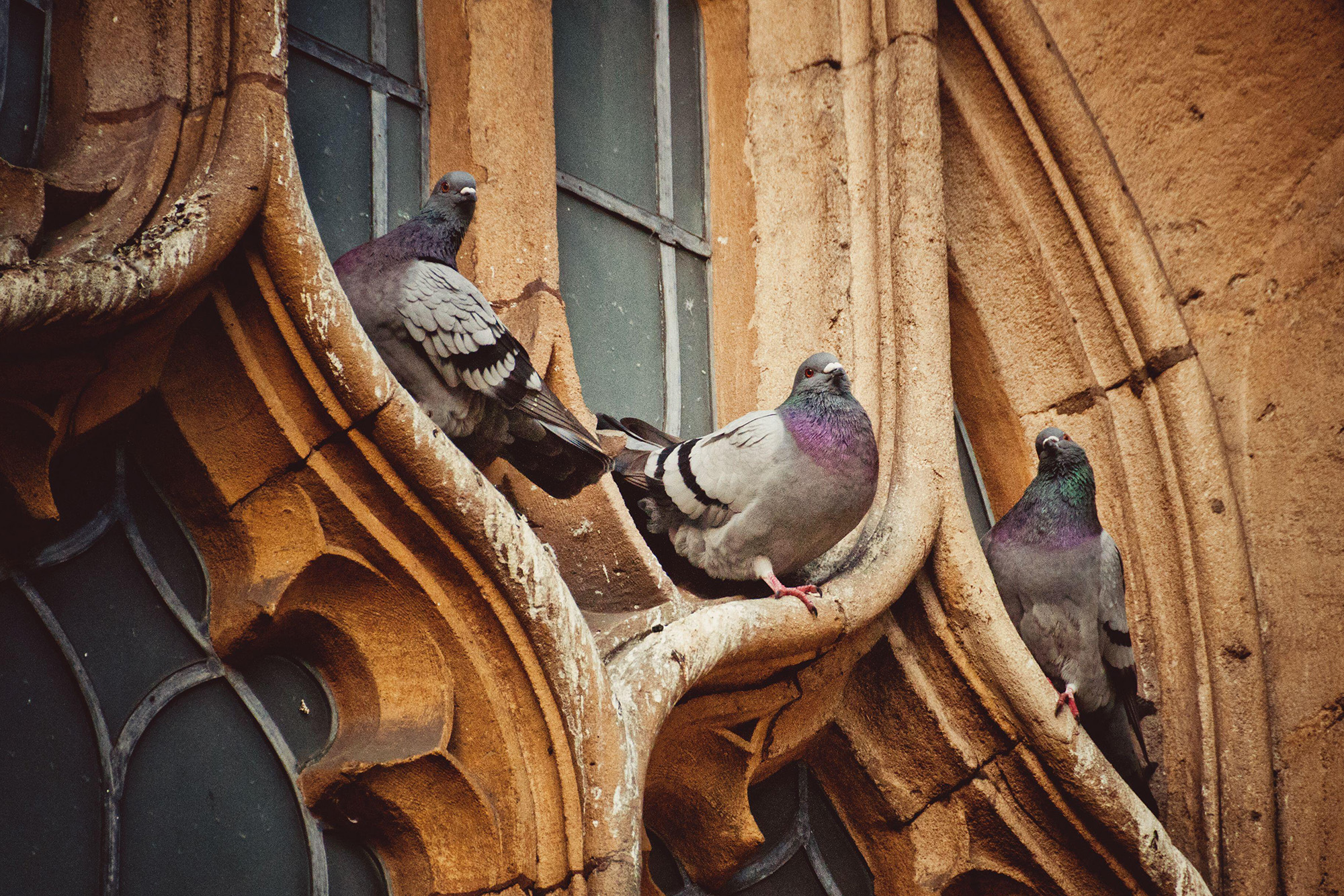 Three birds resting on an old stone window ledge.