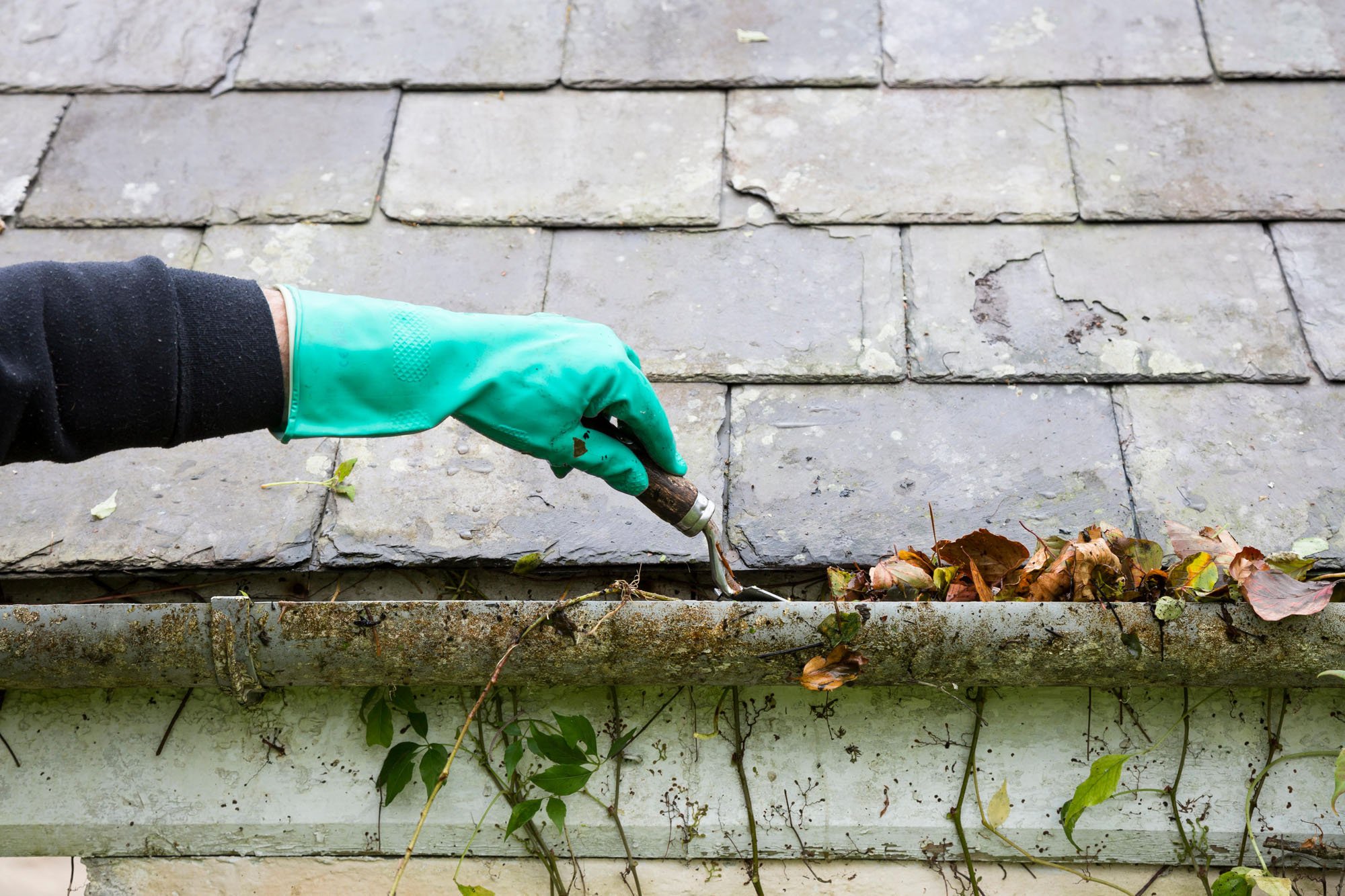 Gloved hand cleaning blocked gutter of leaves using a trowel.