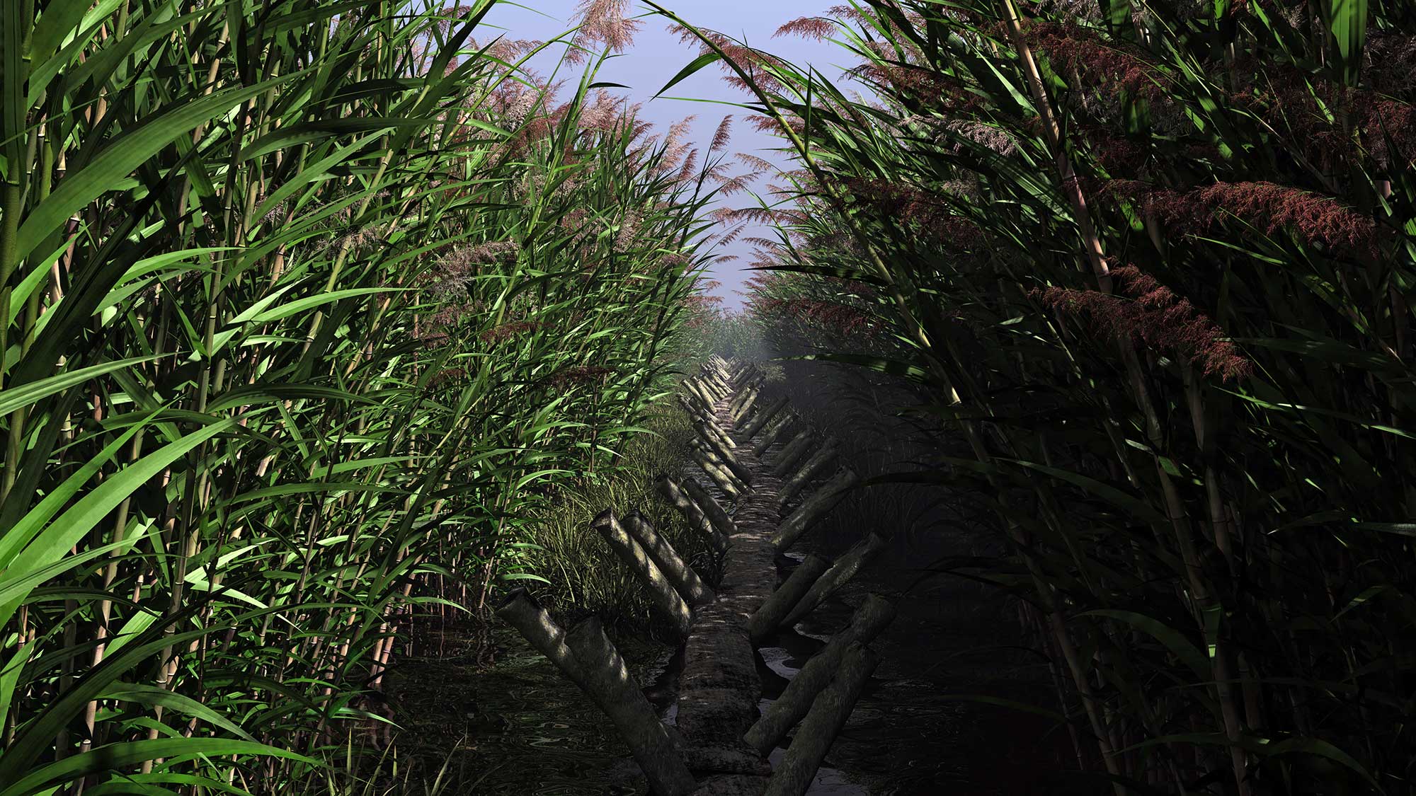 Wooden walkway between reeds