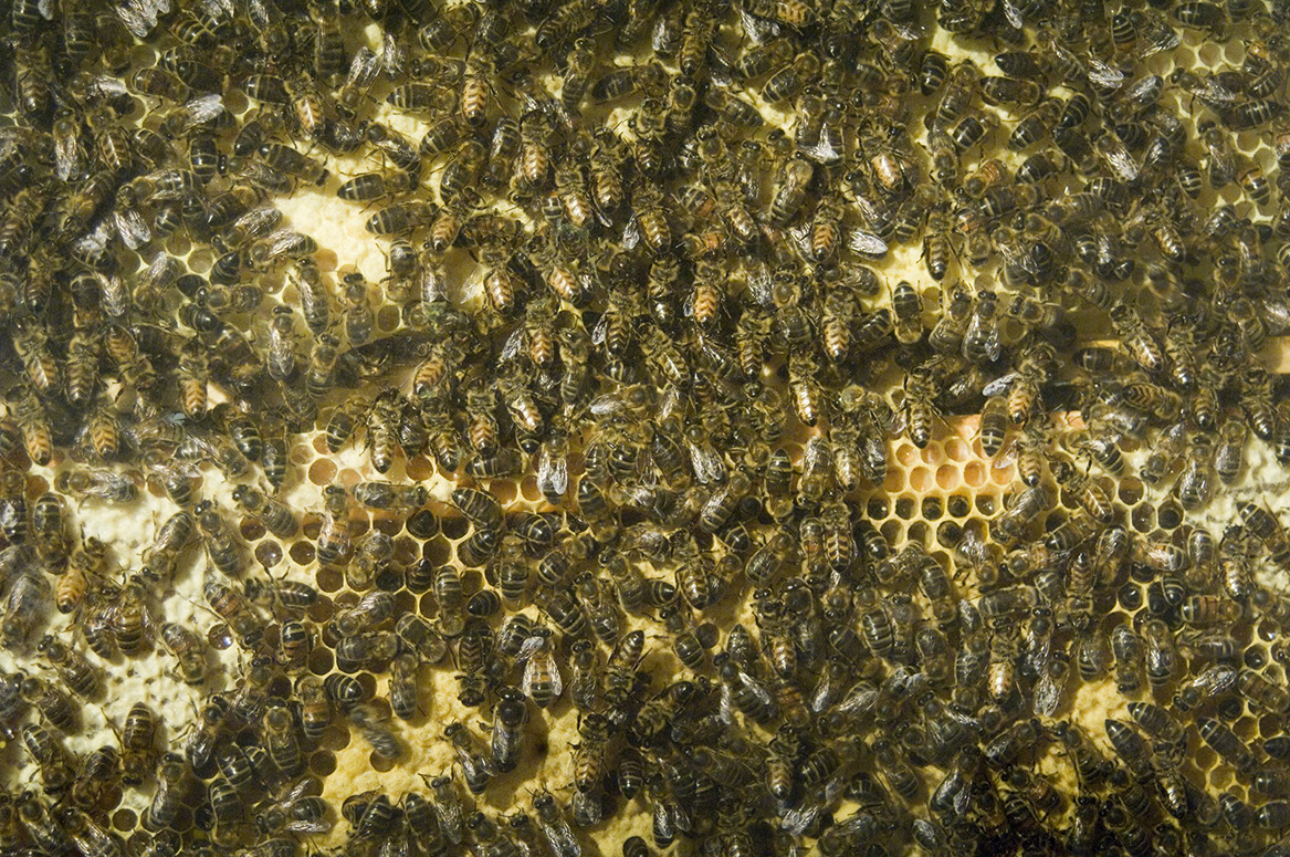 Mass of bees on a hexagonal honey comb surface.