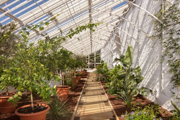 The interior of the vinery building shows a walkway with plants either side. The white wall reflects the light and there is an angled roof of glass panes.