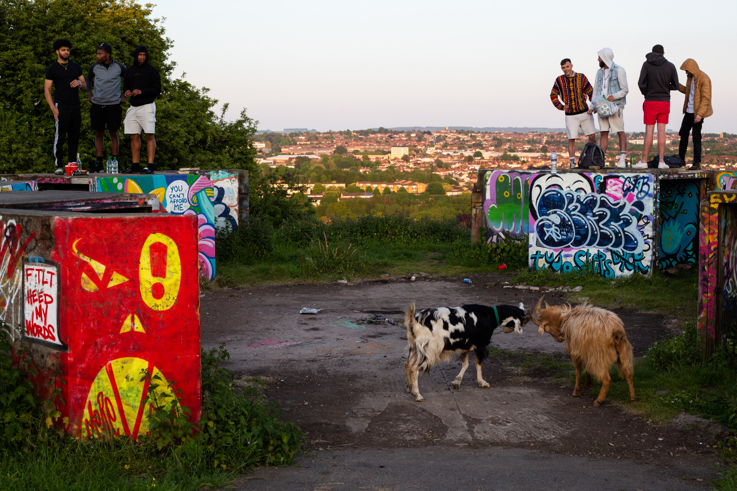 Young men standing on a graffitied structure with two goats in the foreground and rooftops of a residential area in the background.