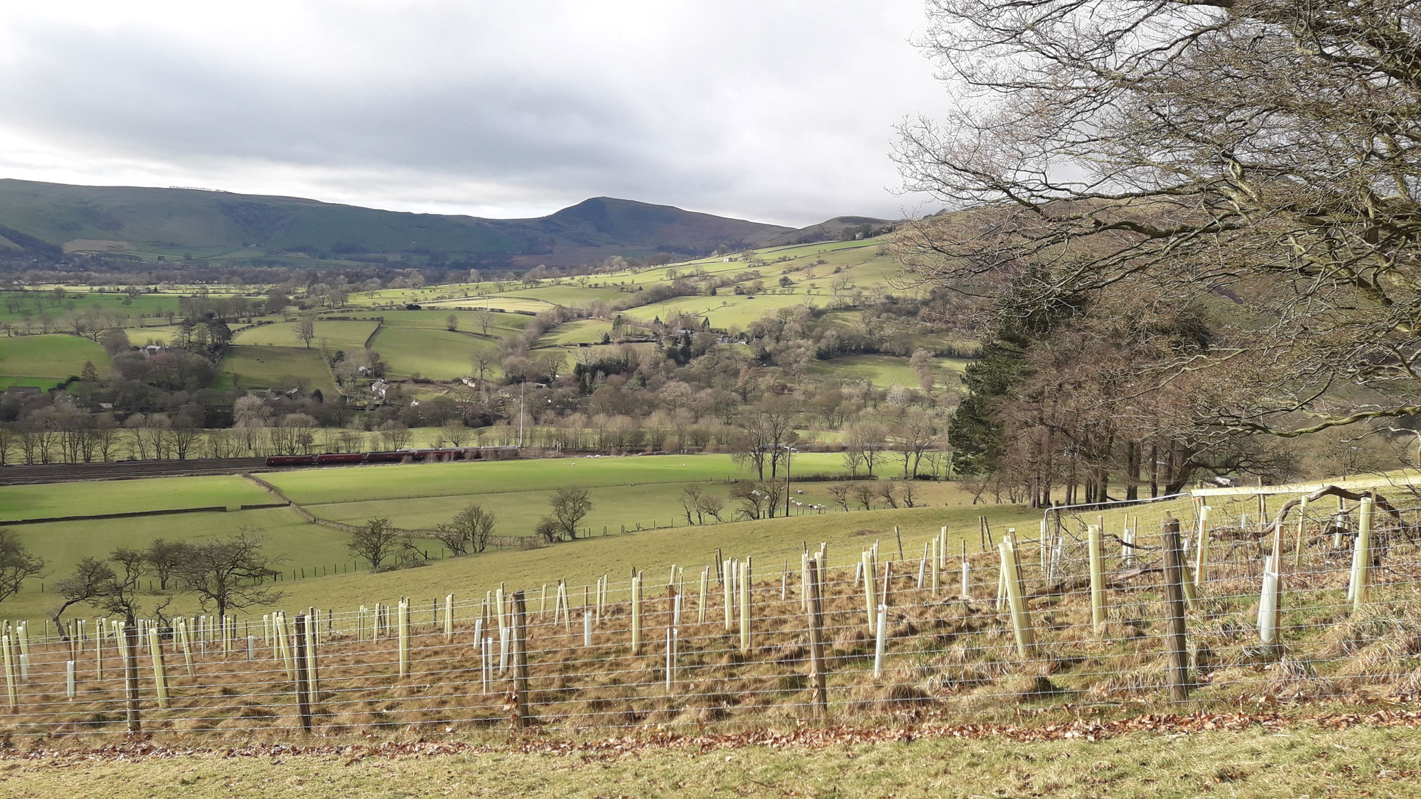 A modern colour photograph of an upland landscape with a range of hills in the background and a plantation of saplings in the foreground.
