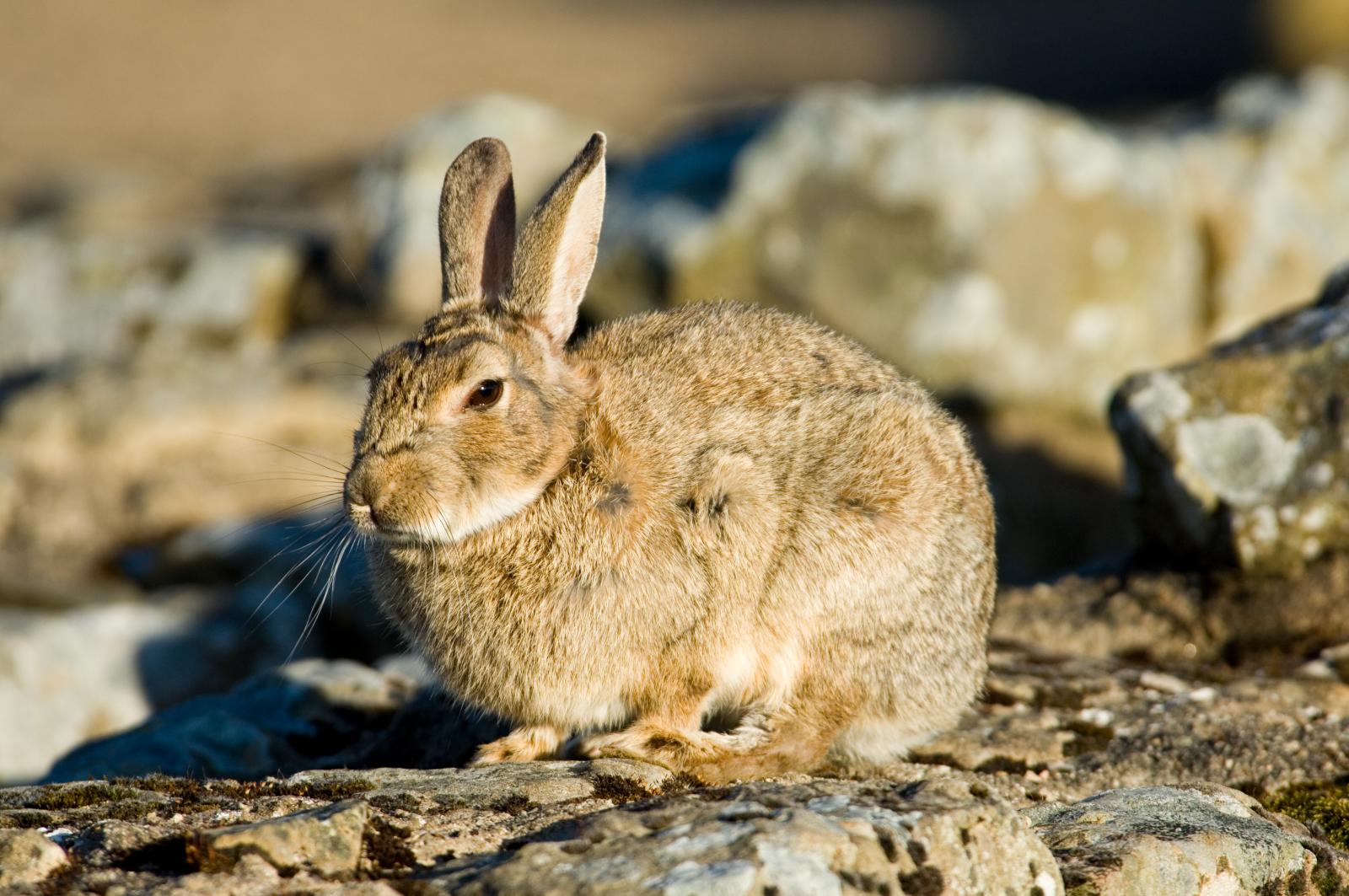 Rabbit photographed on a stone wall at Housesteads Roman Fort, Hadrian's Wall