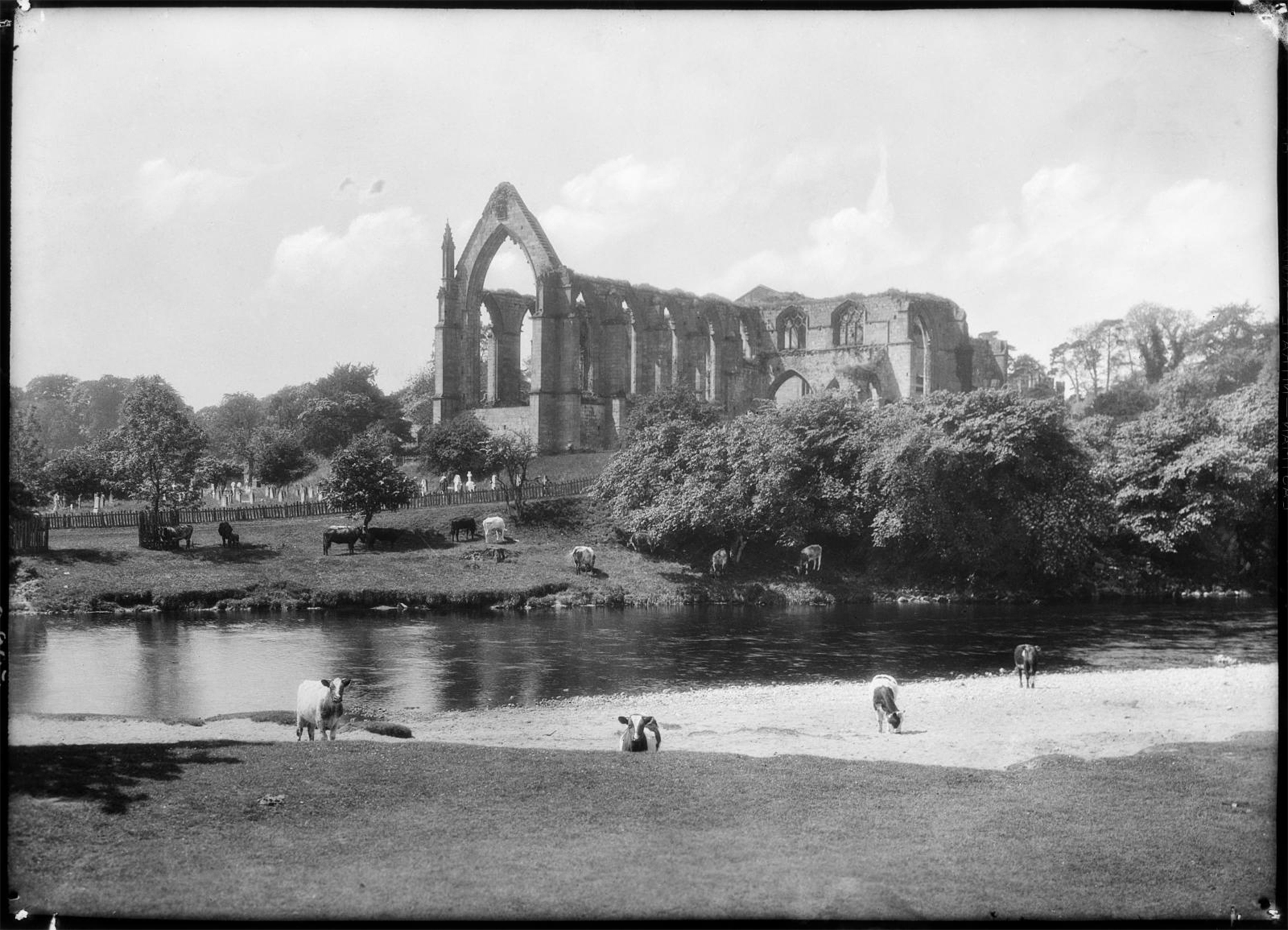 Image of abbey ruins with cows grazing in the surrounding fields