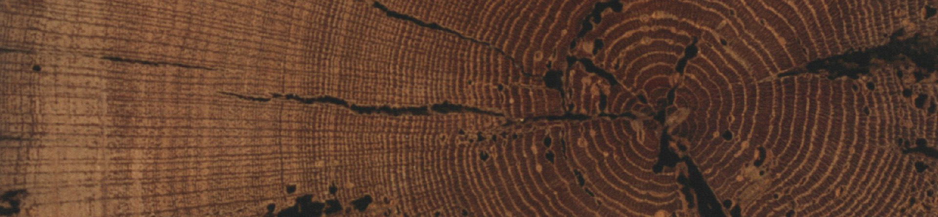 Photograph of tree trunk cross-section
