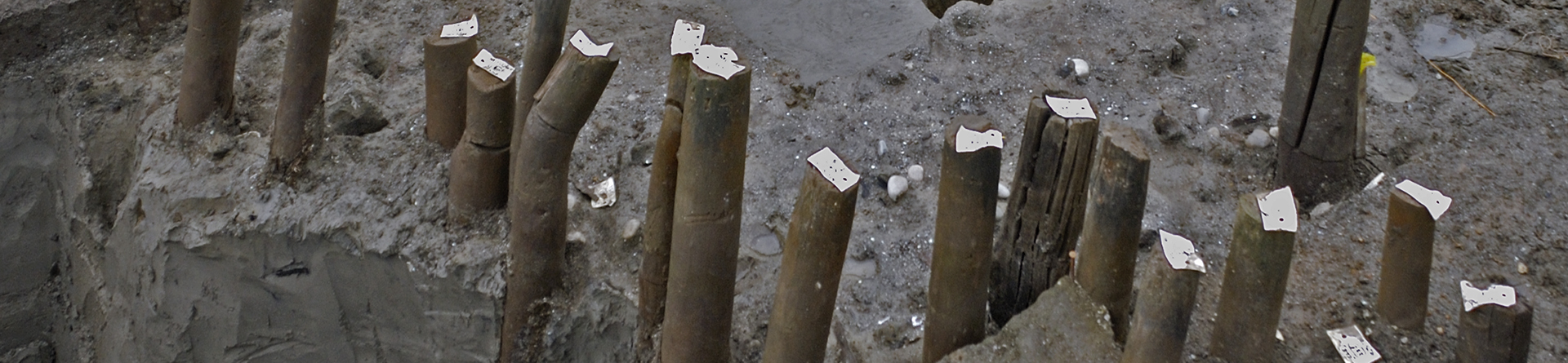 The wooden stakes of a prehistoric enclosure at Must Farm, Cambridgeshire, preserved by waterlogging.