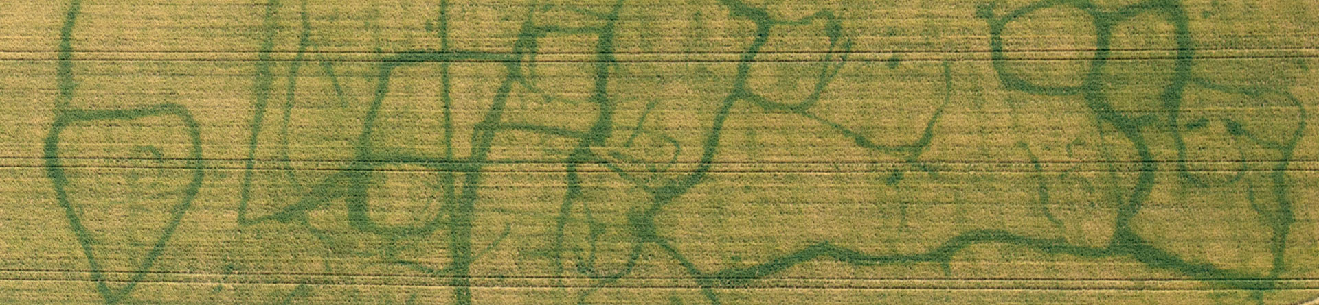 Colour aerial photograph showing green patterns on a background yellow field in crop
