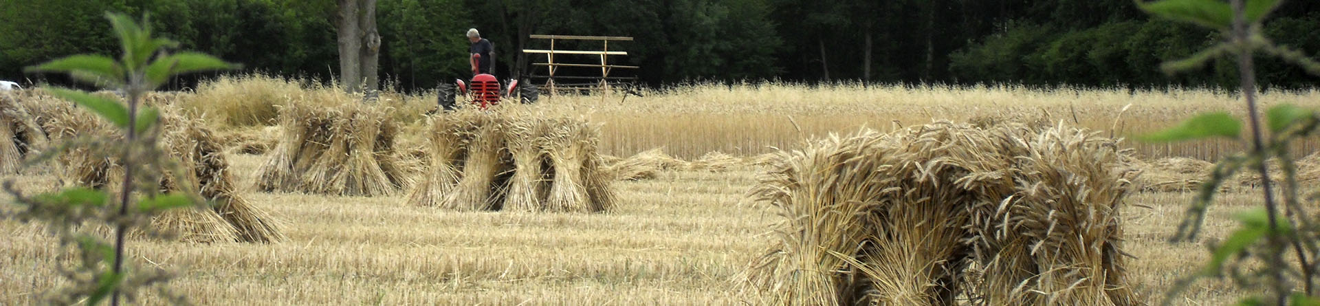 Photograph of a crop being harvested in Wiltshire