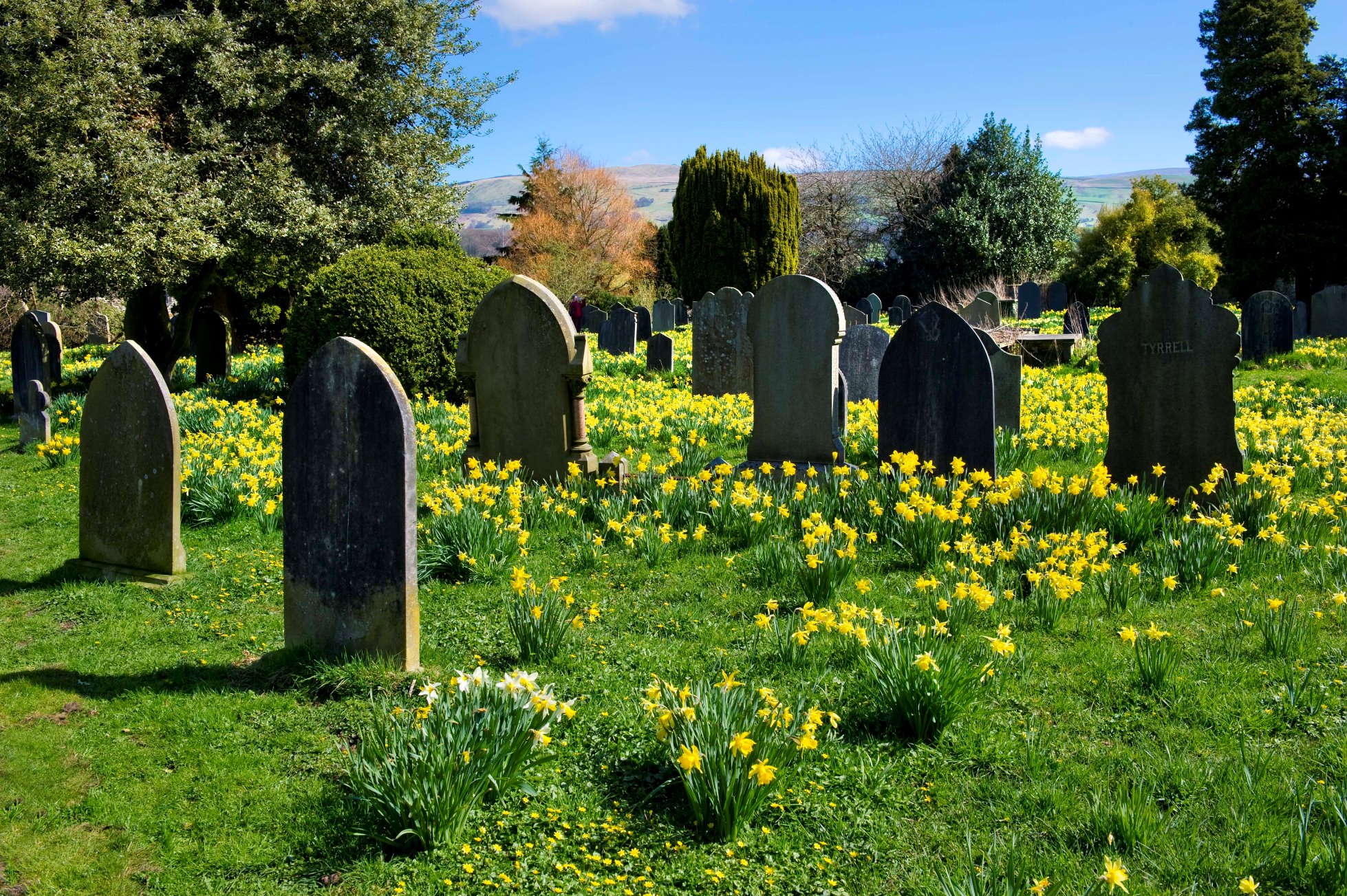 Church of St Mary, Kirkby Lonsdale, Cumbria. Daffodils in the churchyard among gravestones