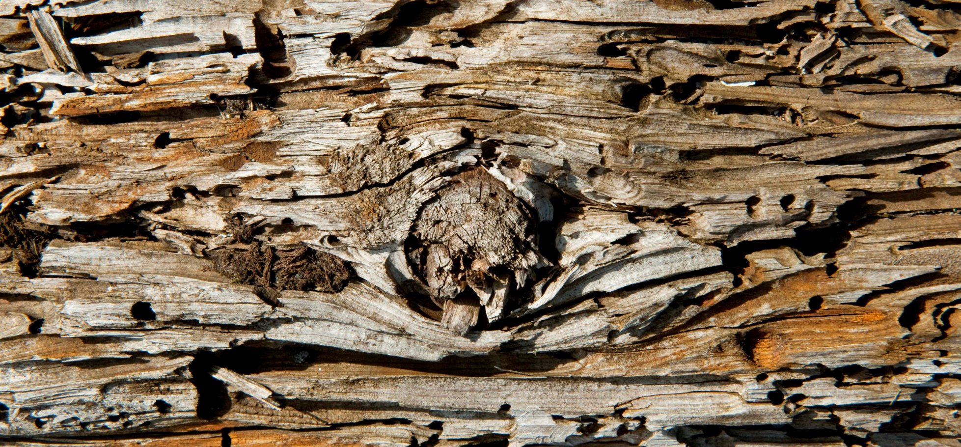 Detail of a timber with holes made by beetles