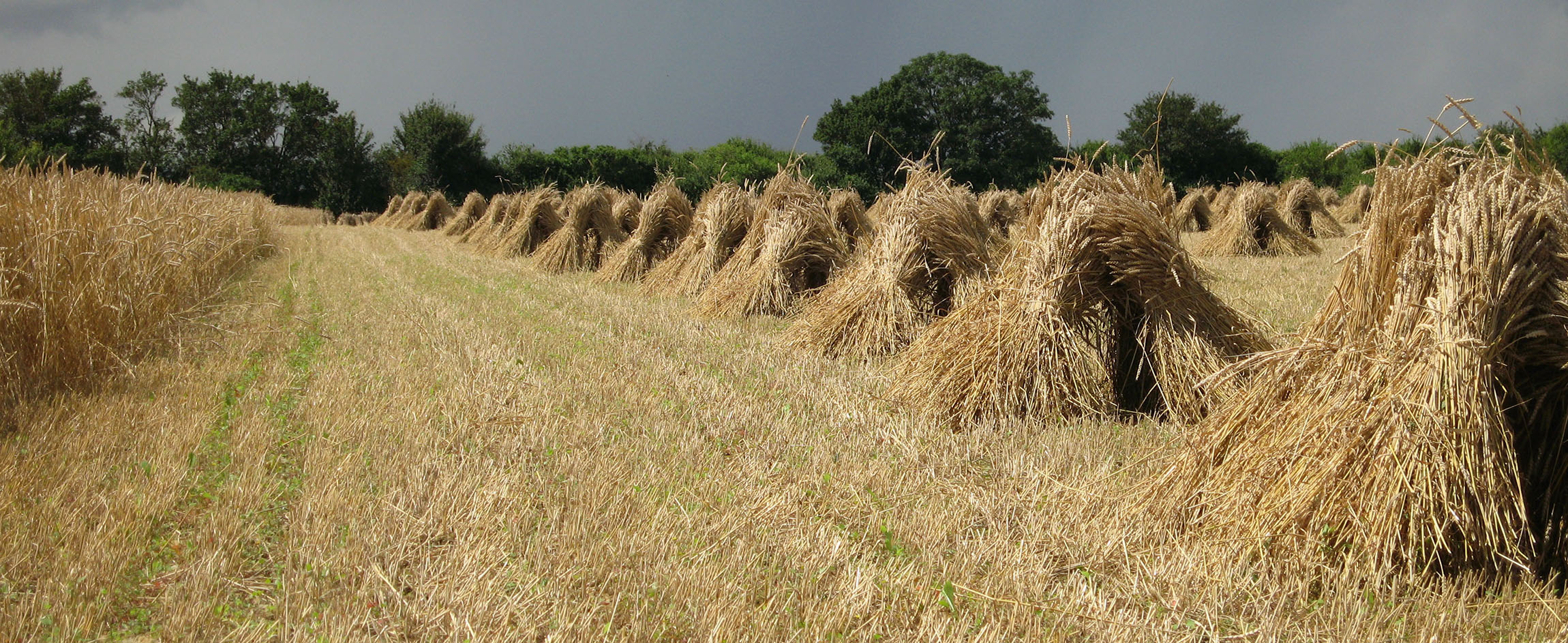 Sheaves of straw for use in thatched buildings