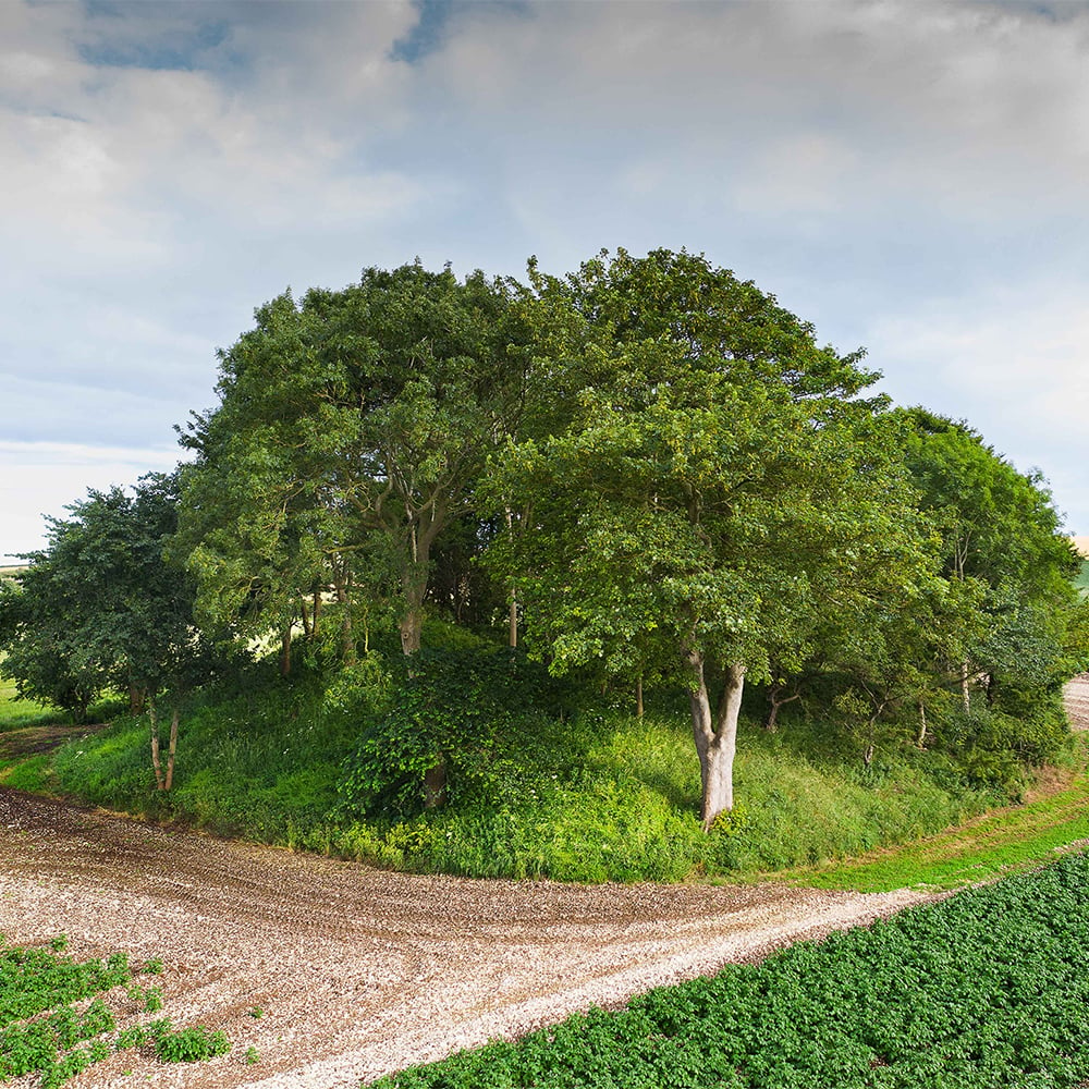 General view of several trees on top of a mound surrounded by fields. 