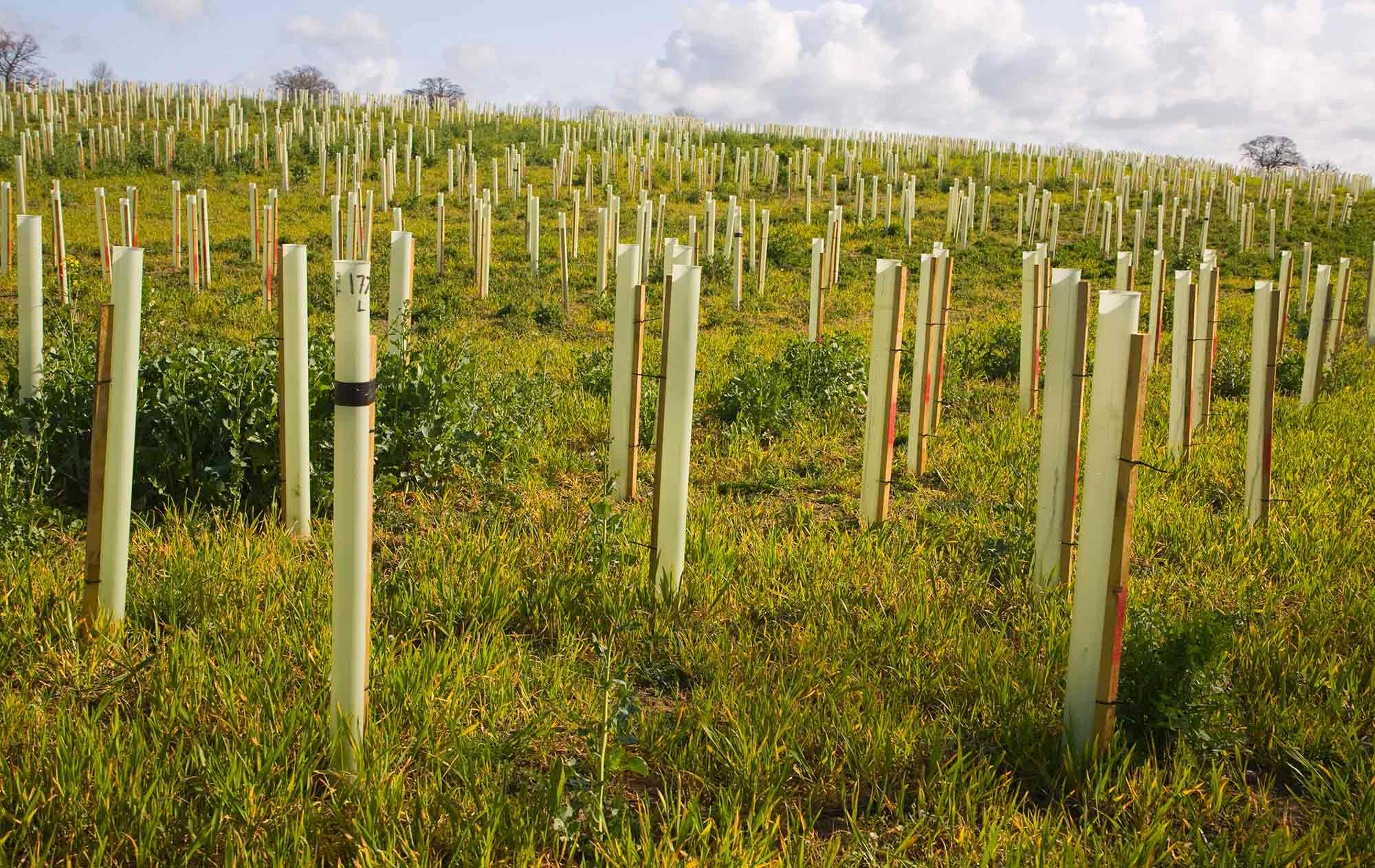 Newly planted field of trees in plastic protective tubes