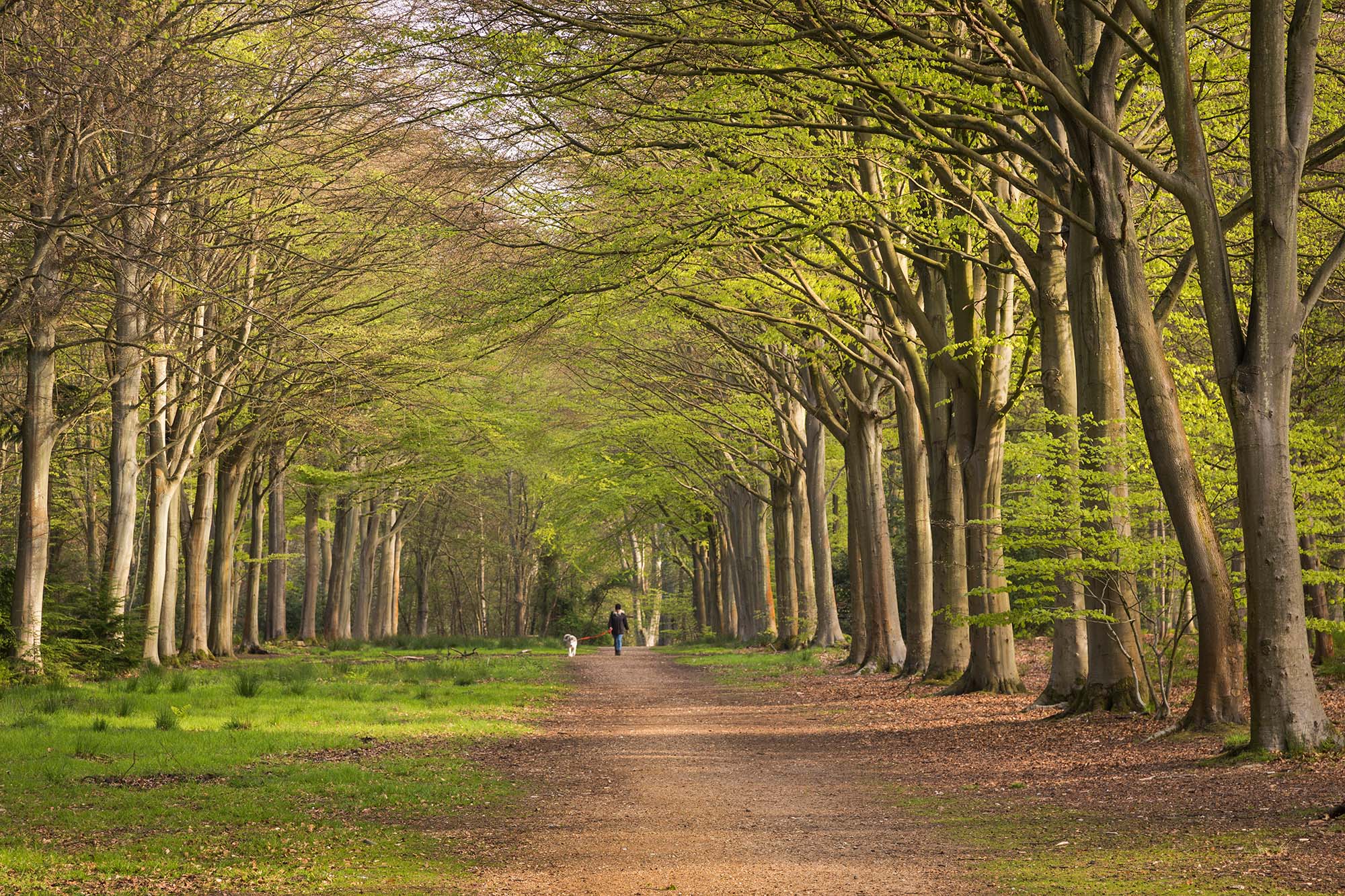 Person with a dog walking along an avenue lined with trees