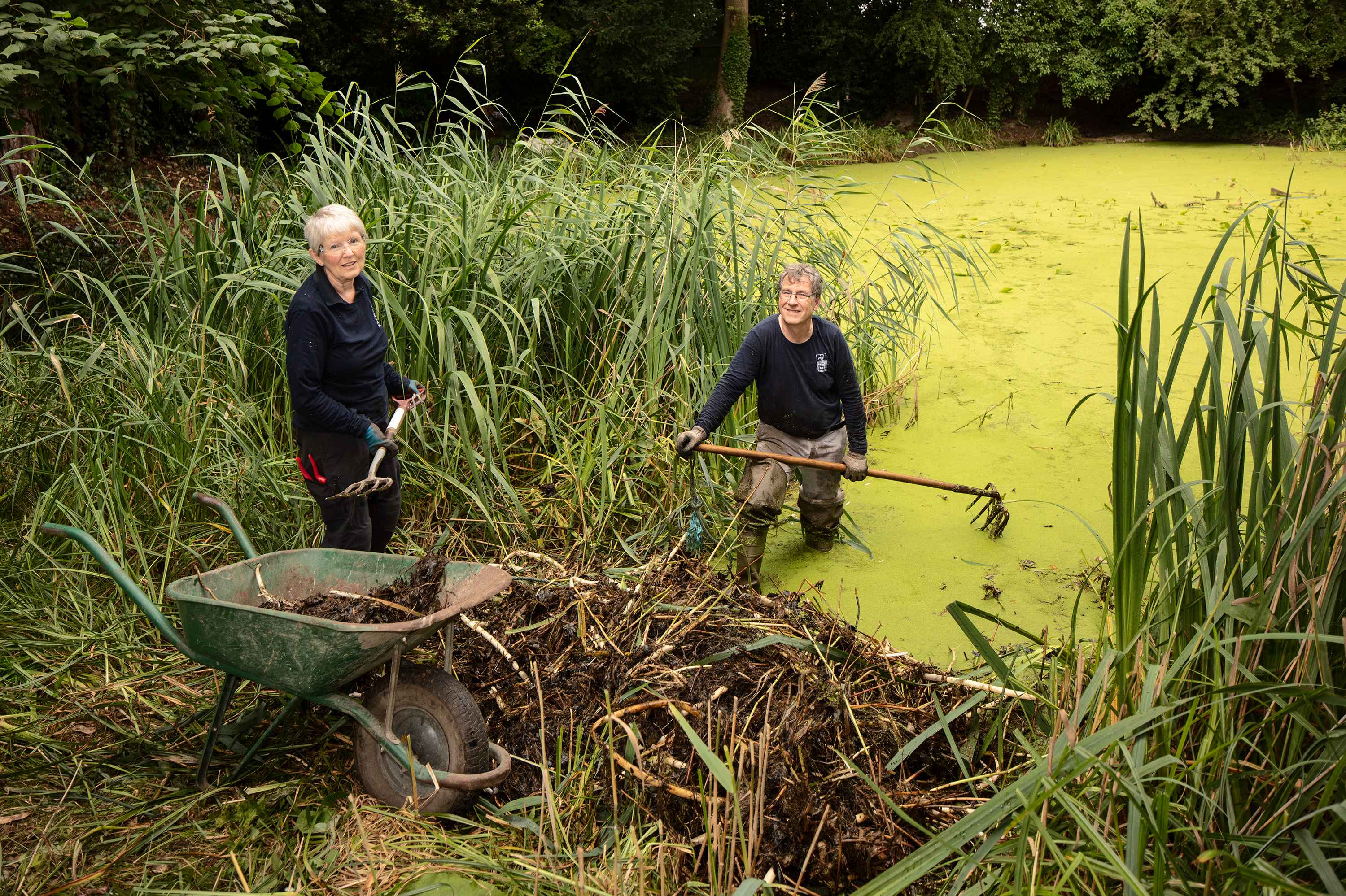 A pond covered in green algae shows on the right half of the image. At the near edge of the pond, between two large clumps of reeds, a man stands in the water, holding a large rake and a woman stands on the bank, next to a wheelbarrow holding a garden fork.
