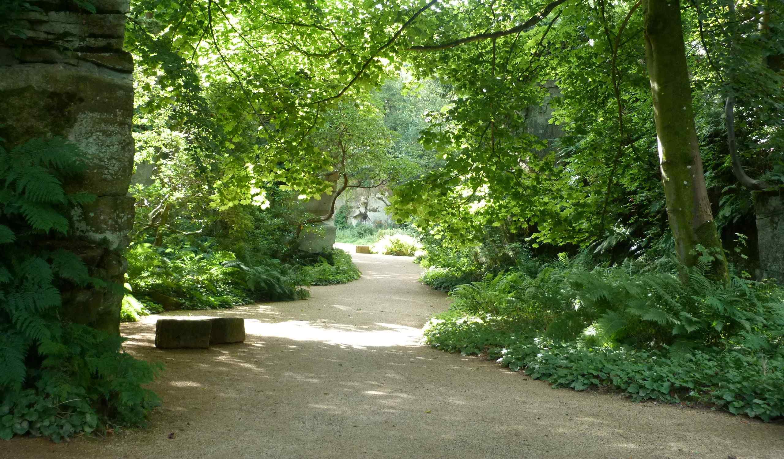 Winding path shaded by trees