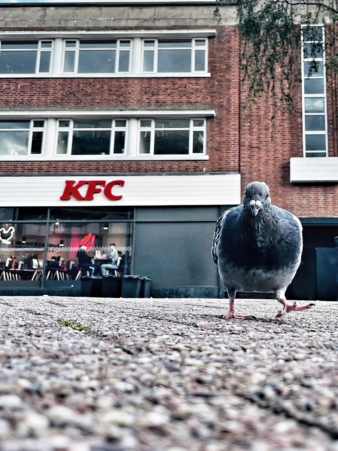A close-up photograph of a pigeon, in front of a fast-food restaurant with a white sign with red text reading 'KFC' visible.