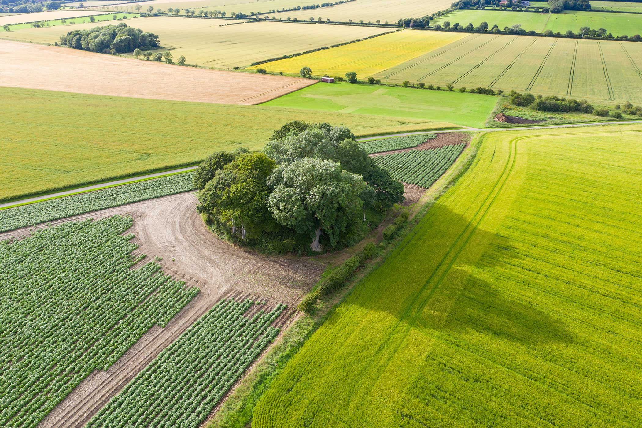 A tree grown barrow mound in an agricultural landscape. 
