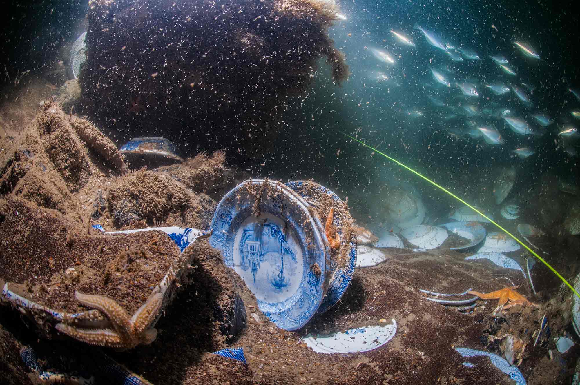 Ceramic plates on the seabed with starfish clinging to them and a shoal of fish in the background