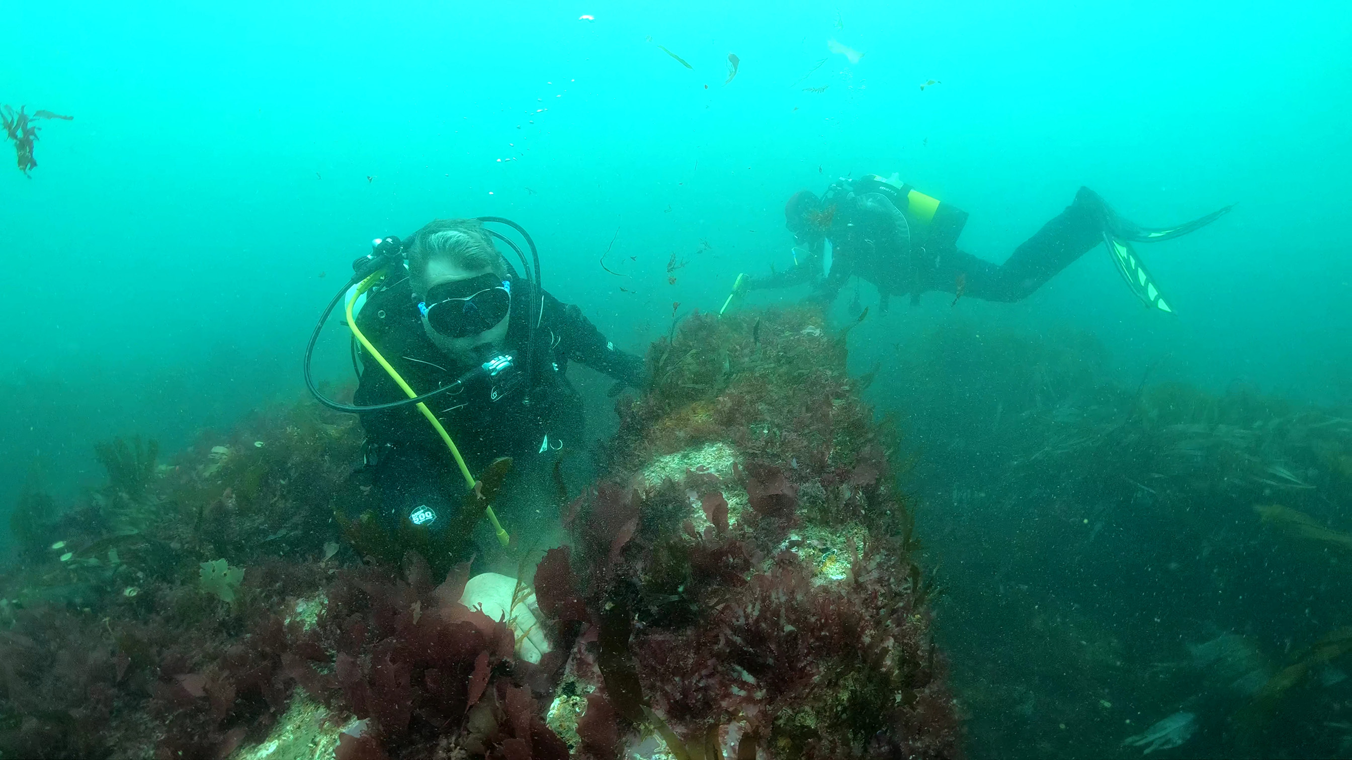 Two divers under water surveying part of a seaweed covered ship wreck on the sea floor.